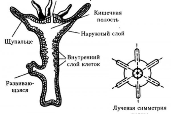 Настоящая blacksprut