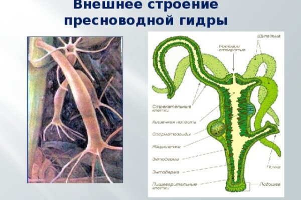 Блэк спрут оригинал