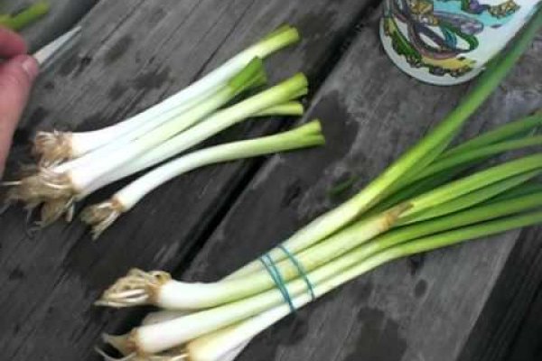 Рабочие ссылки тор bs onion info