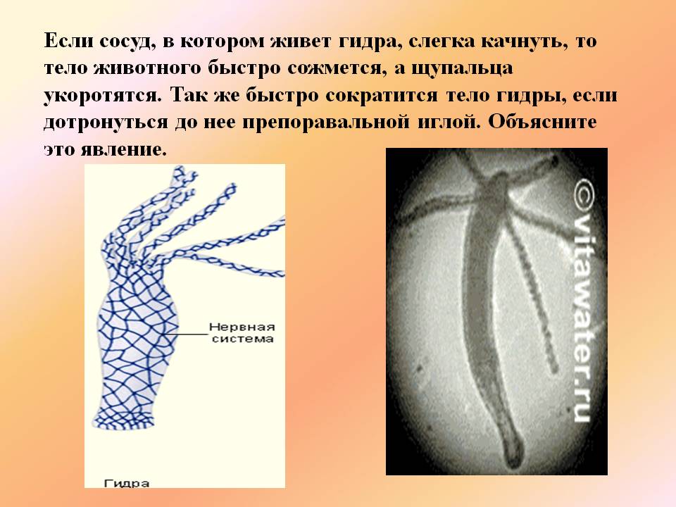 Black sprut ссылка рабочая